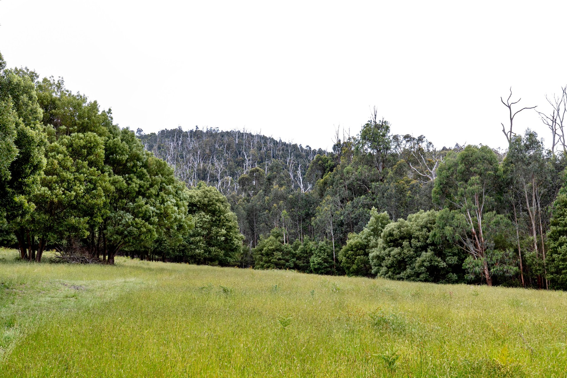 355 Chadds Creek Road, Strathewen image 28