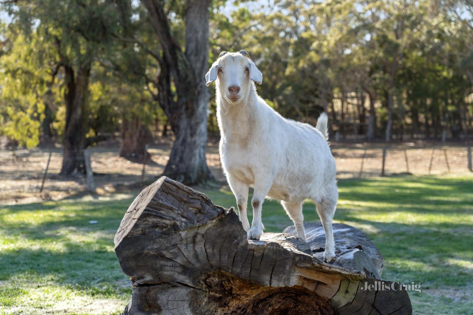 396 Sullivans Road, Millbrook image 28