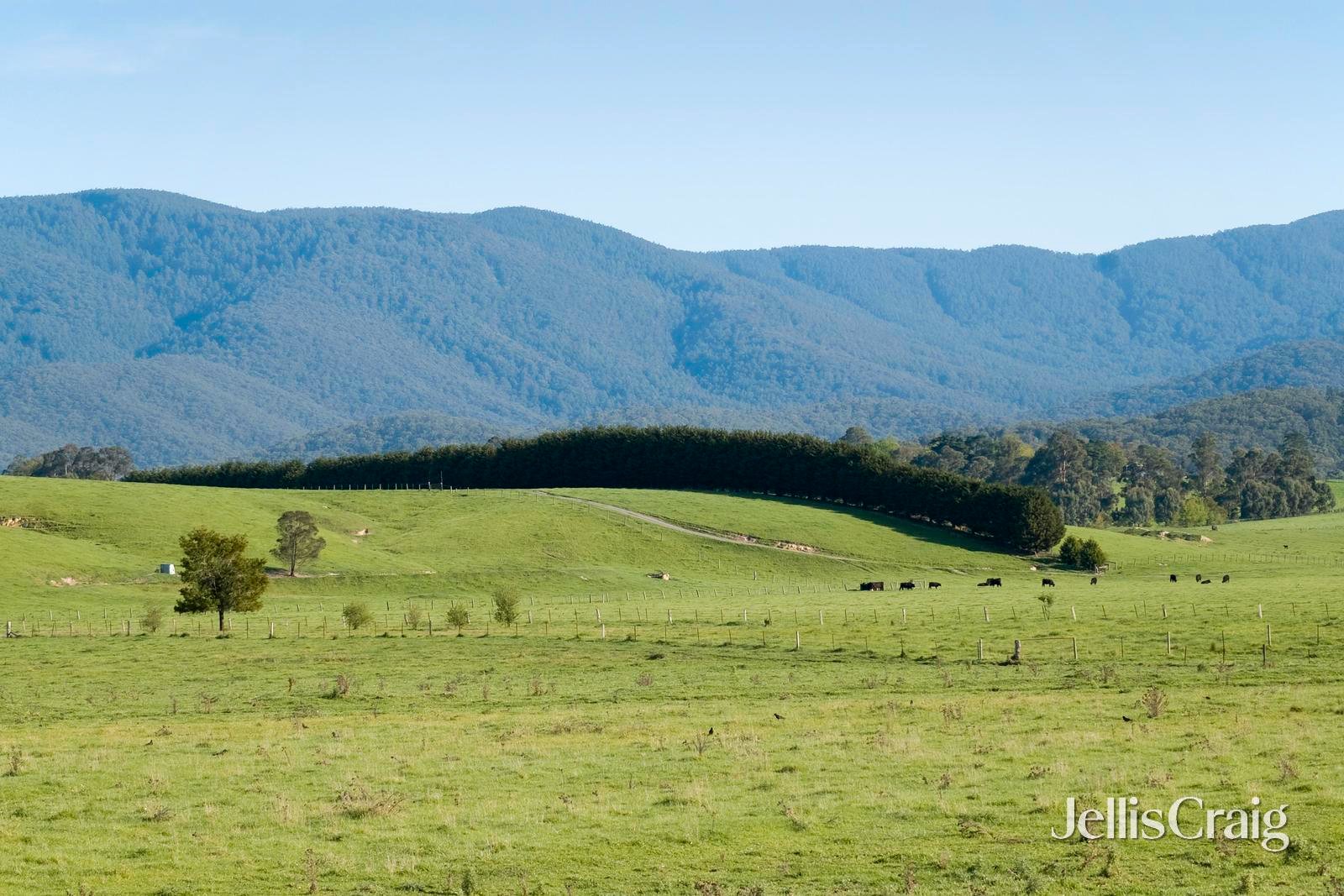 4 Janson Place, Lilydale image 19