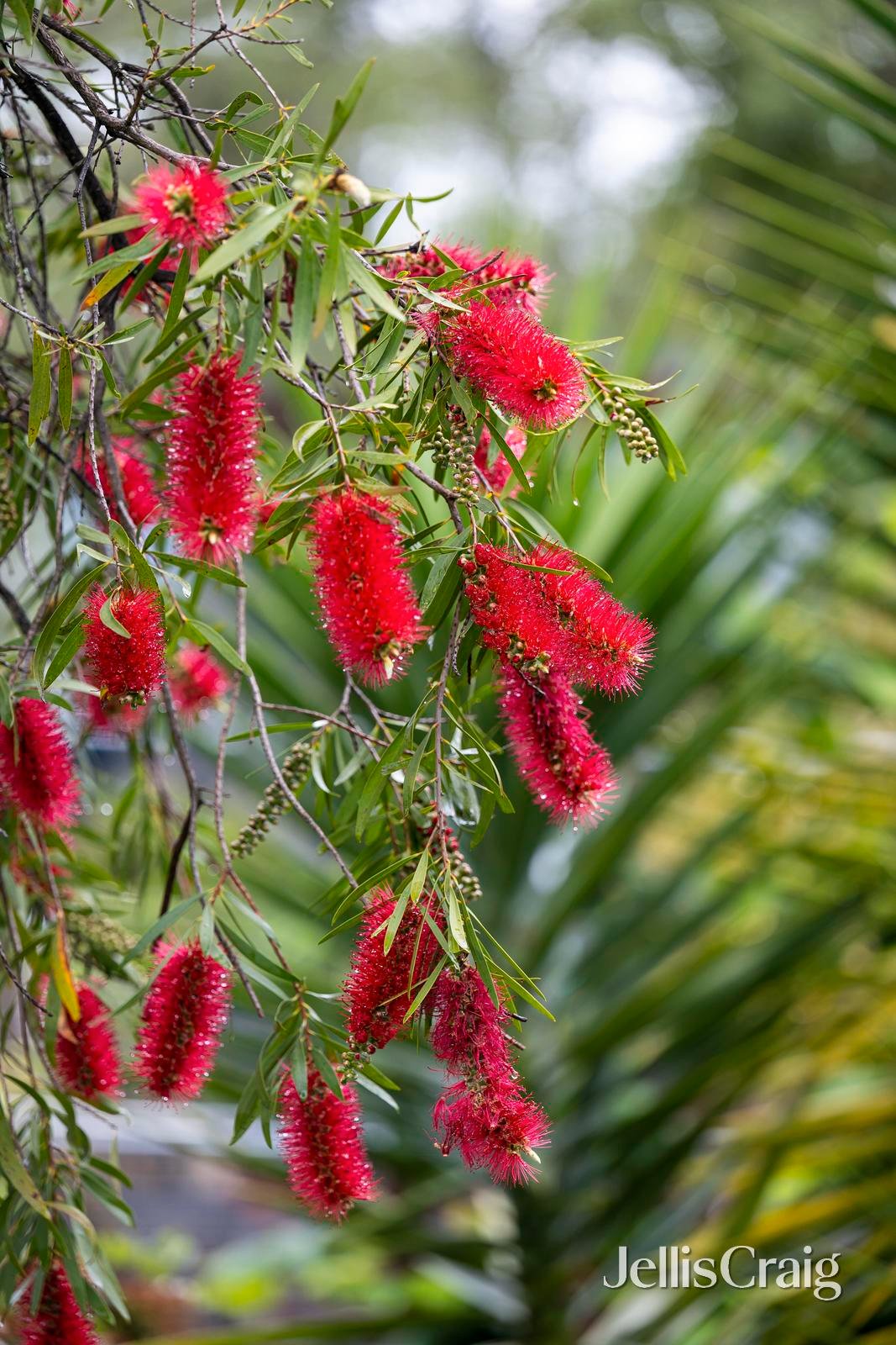 4 Morano Court, Croydon North image 19