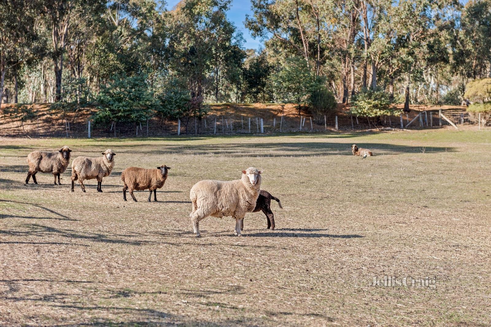 4 Roberts Road, Welshmans Reef image 11