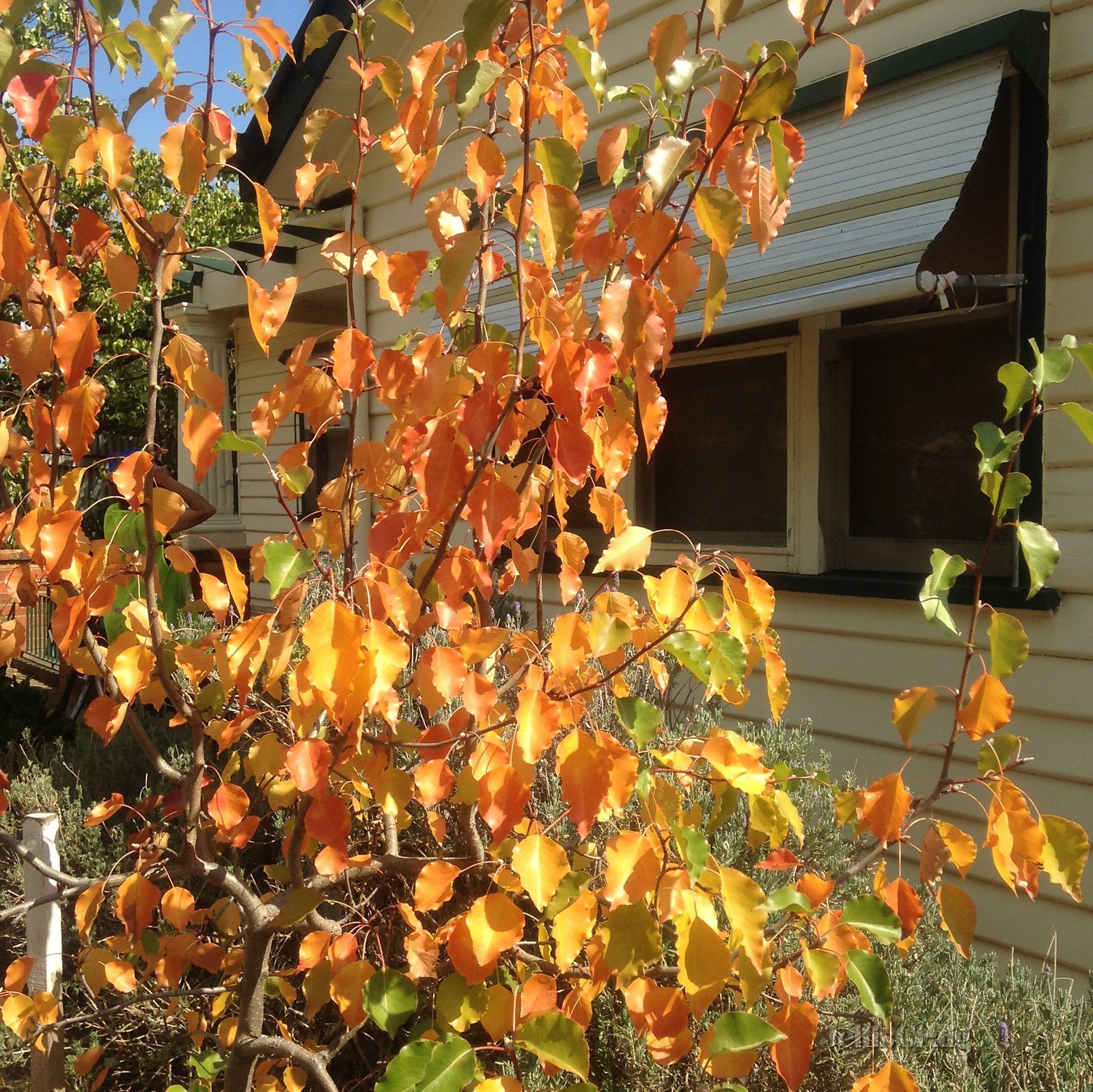 40 Greenhill Avenue, Castlemaine image 7