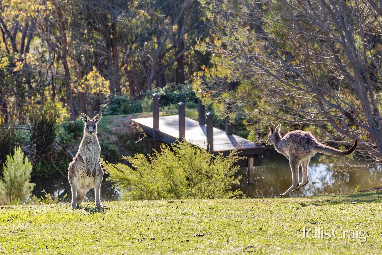 40 Wurundjeri Lane, Smiths Gully image 4