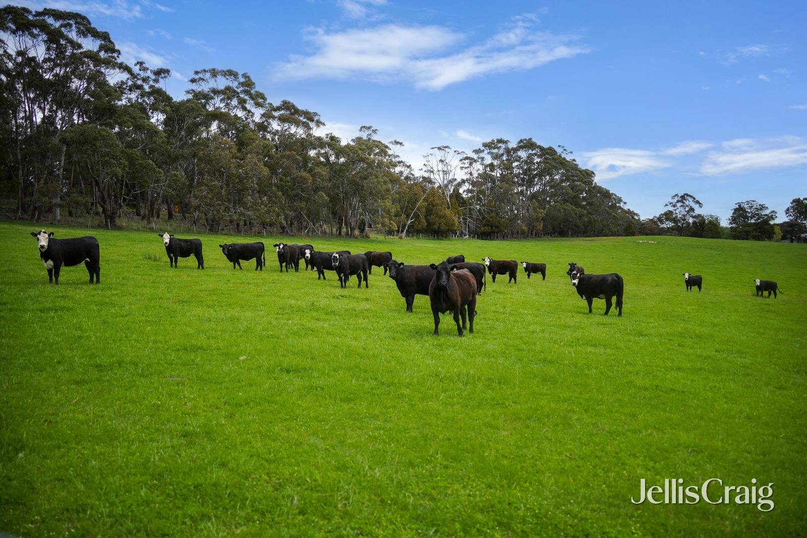 431 Springhill Road, Spring Hill image 19