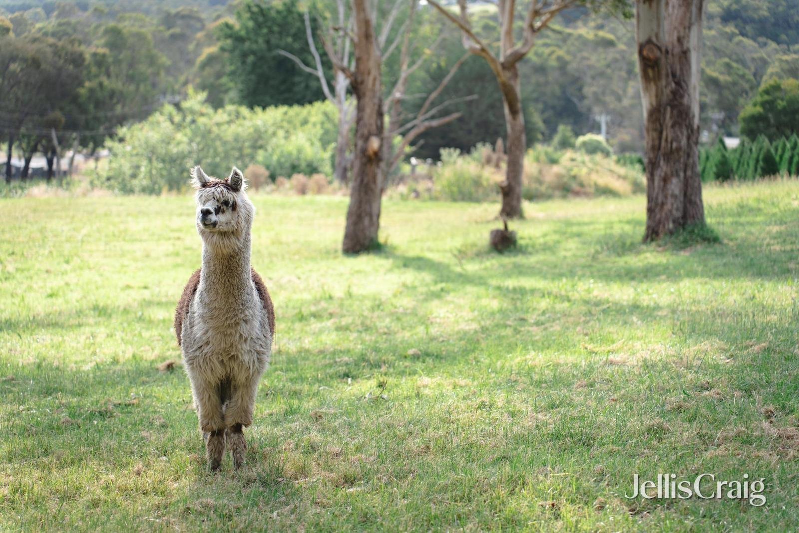 45-49 Moore Avenue, Montrose image 18