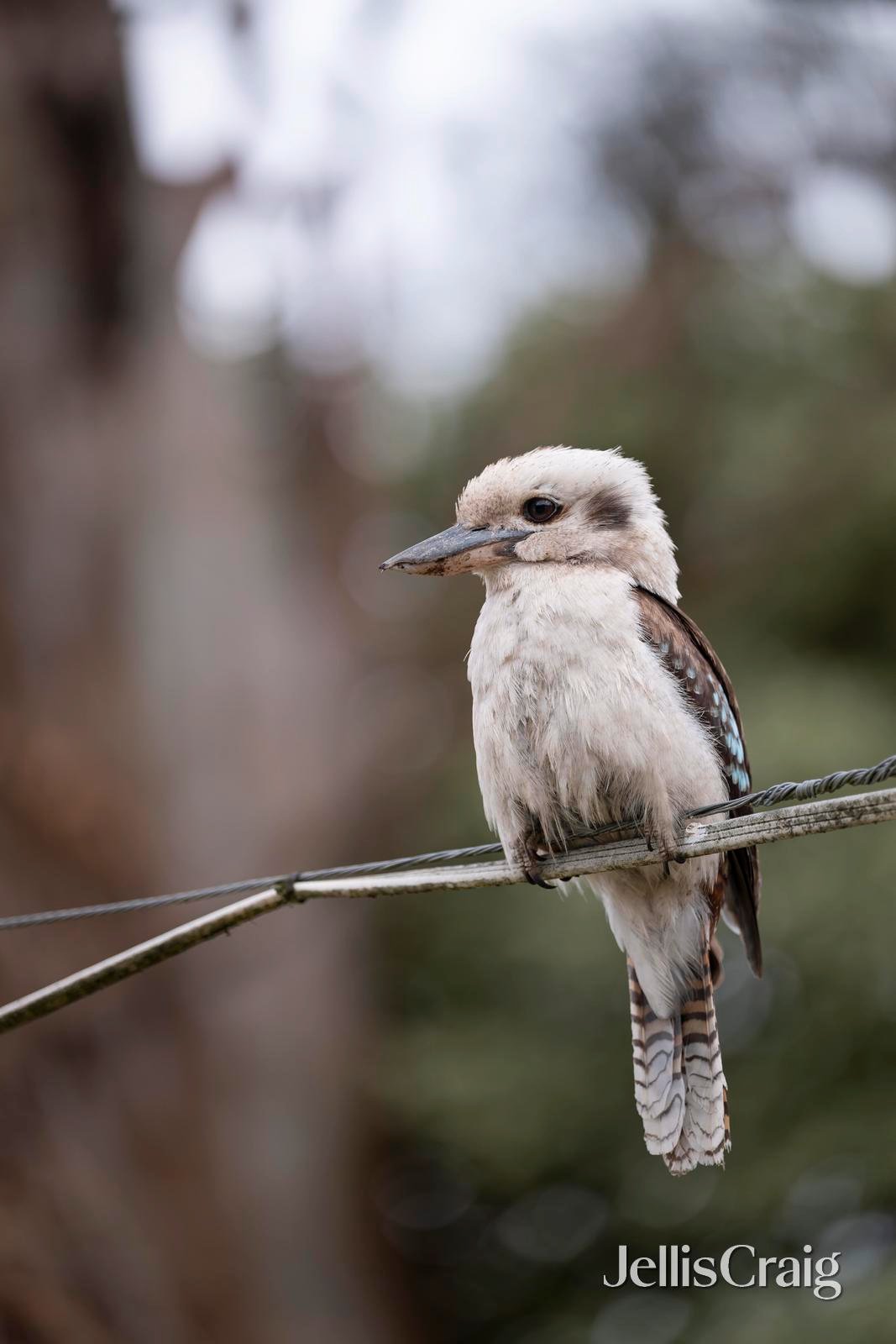49 Churchill Way, Kilsyth image 8