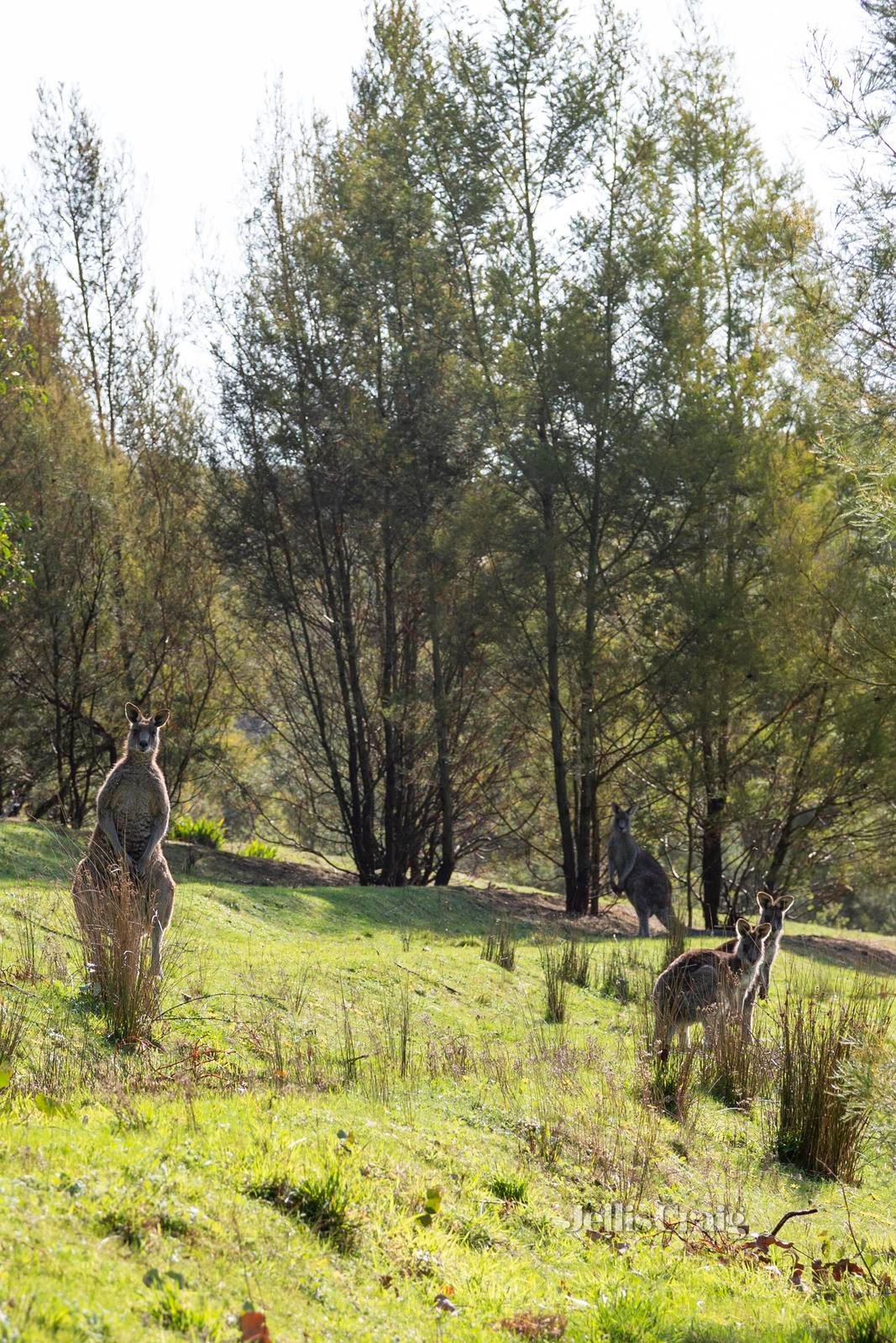 50 Boyds Road, Hurstbridge image 10