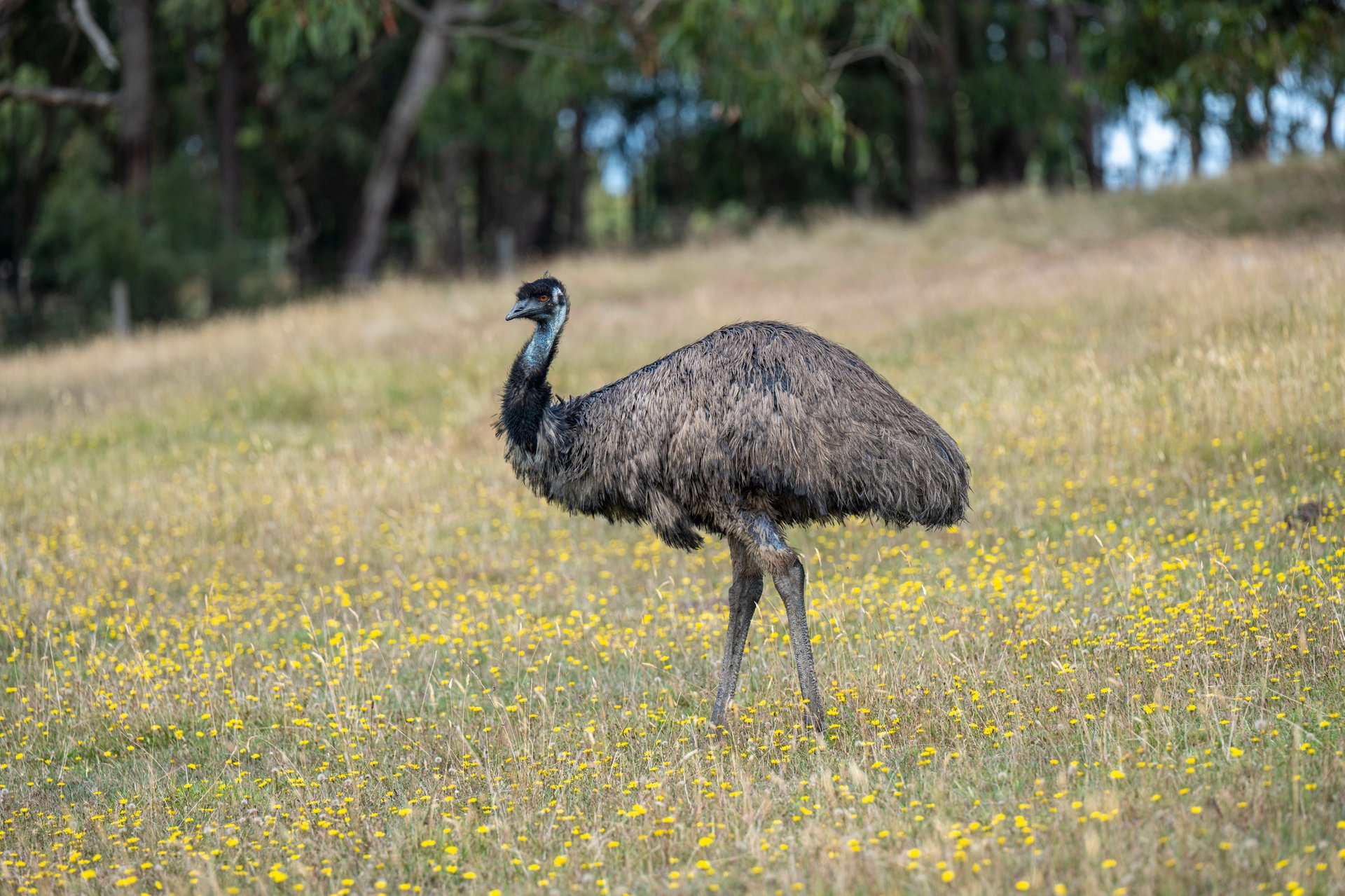 50 Crombie Road, Lilydale image 21