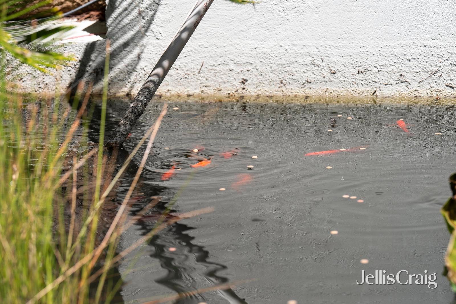 51 Belvedere Drive, Montrose image 28