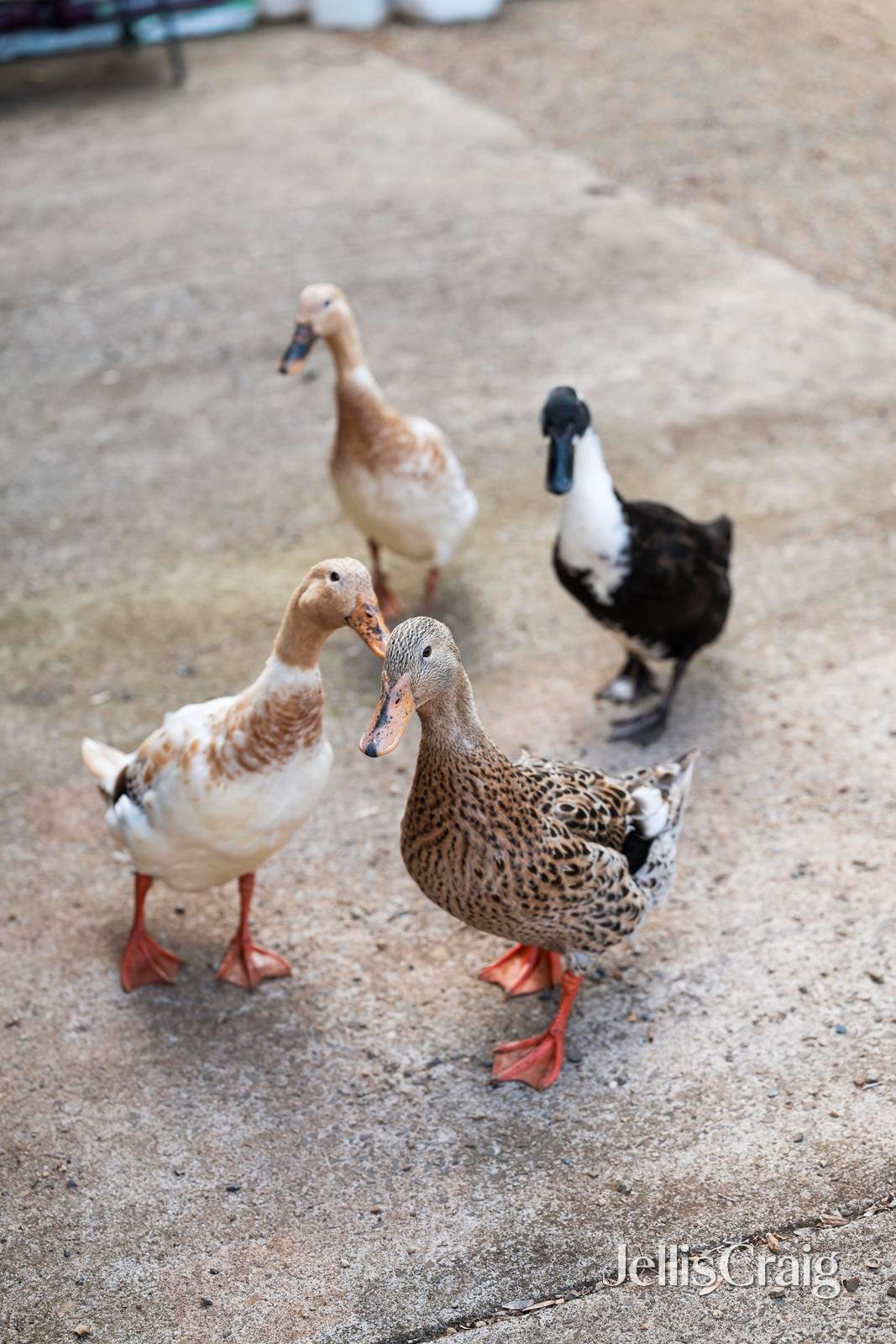 56 Monbulk-Seville Road, Seville image 20