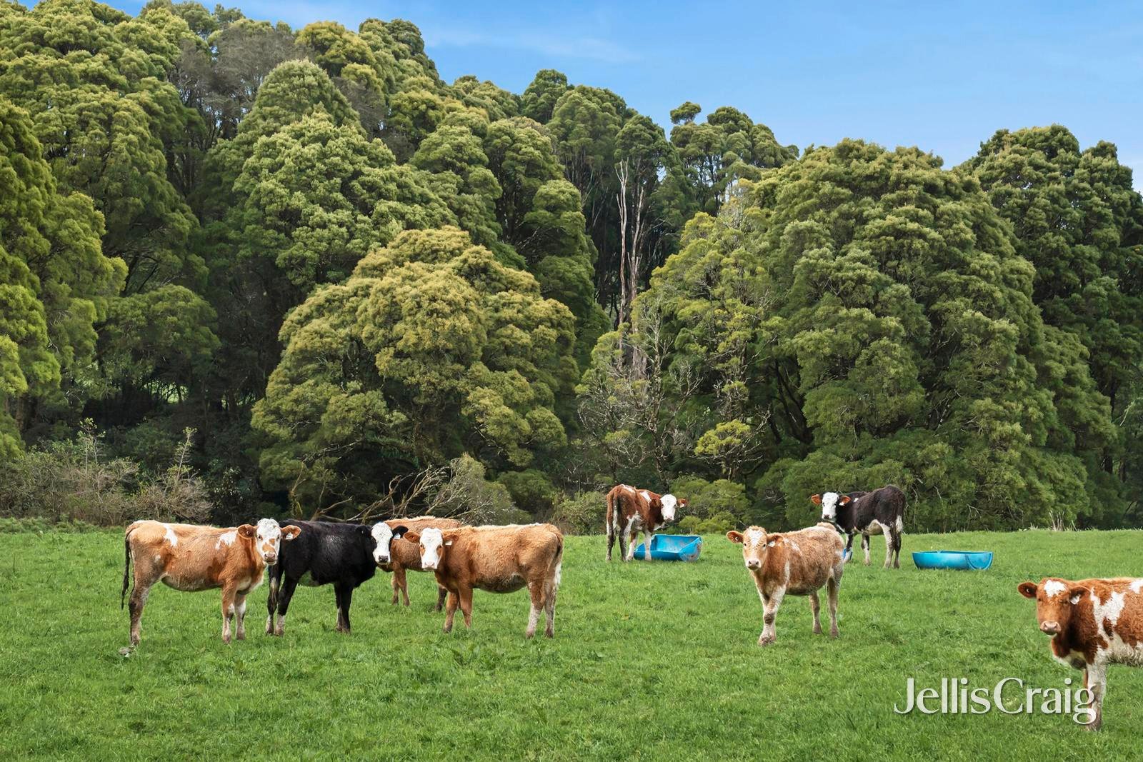 6 Main Road, Beech Forest image 21