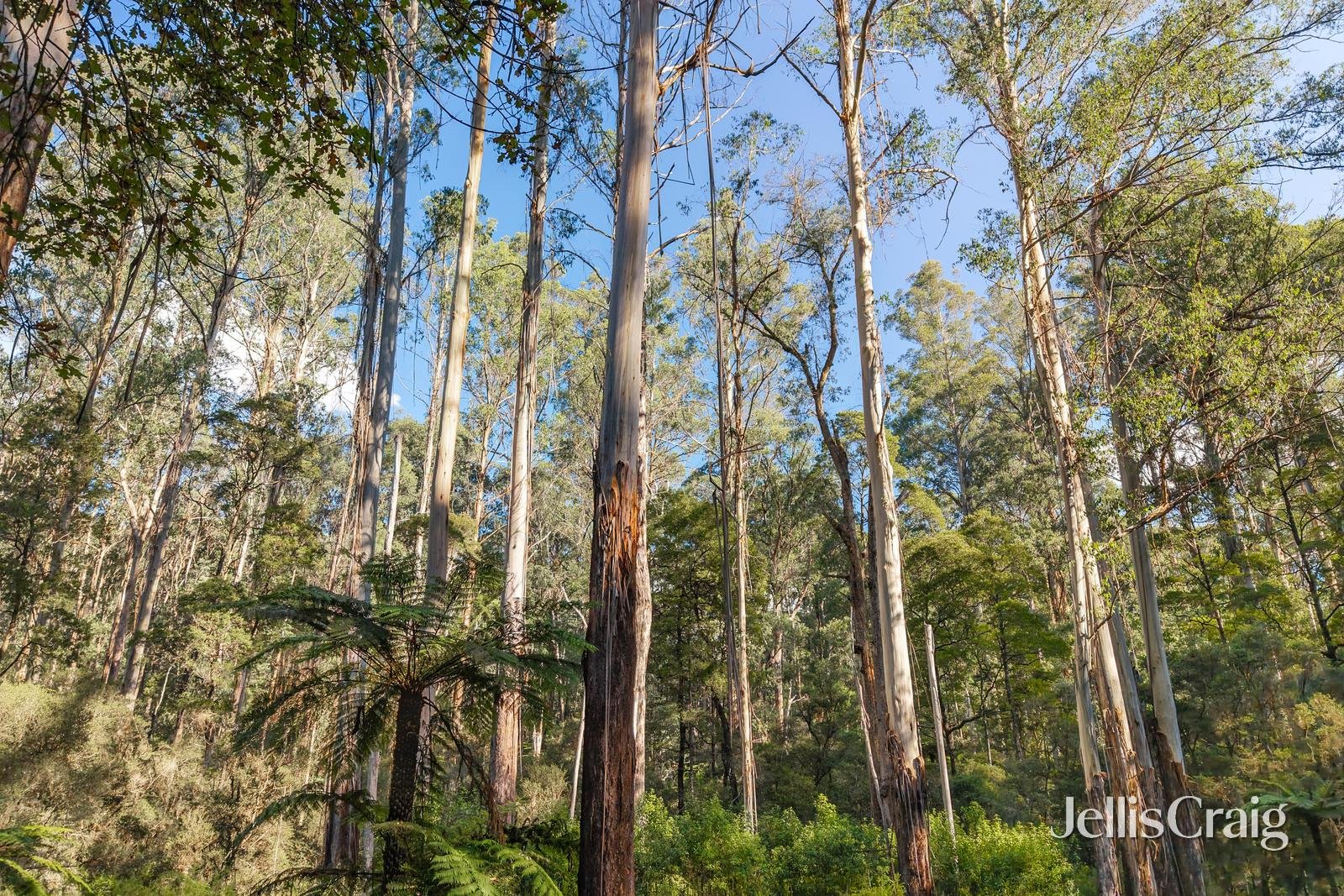 630 Thonemans Road, Hoddles&nbsp;Creek image 5