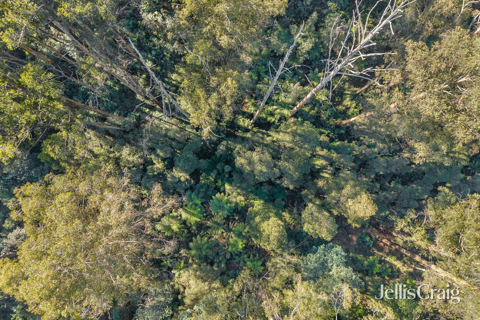 630 Thonemans Road, Hoddles&nbsp;Creek image 14