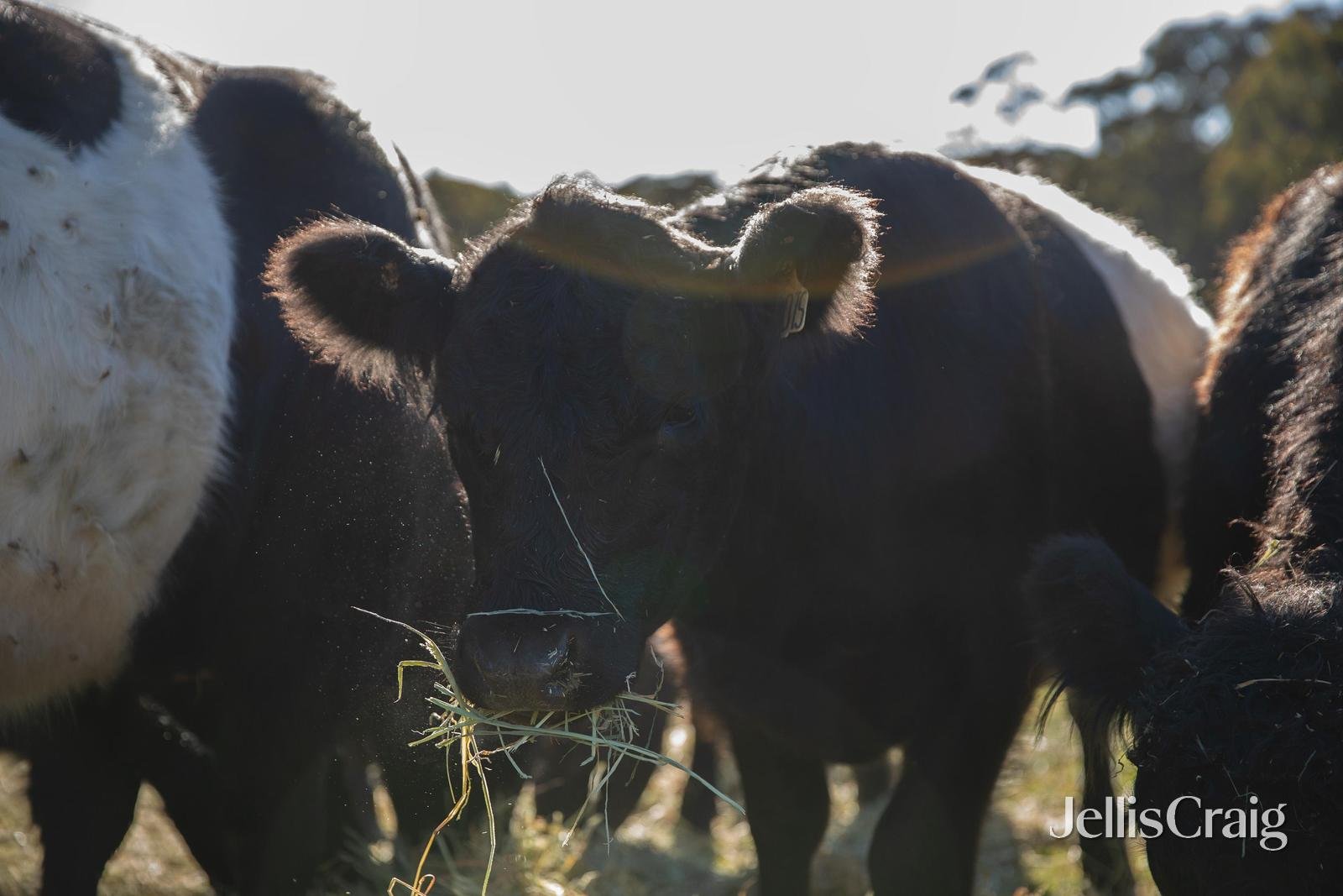 645 Blackwood Road, Trentham image 21