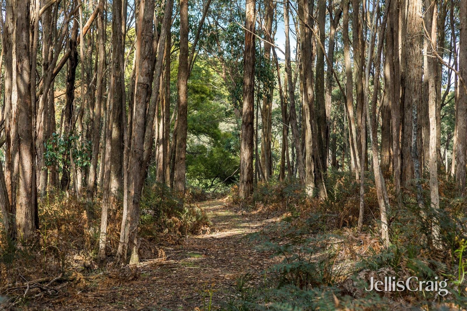 85 Lightwood Drive, Wheatsheaf image 16