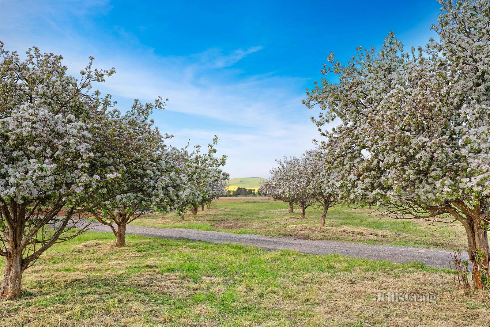 890 Creswick Lawrence Road, Lawrence image 16