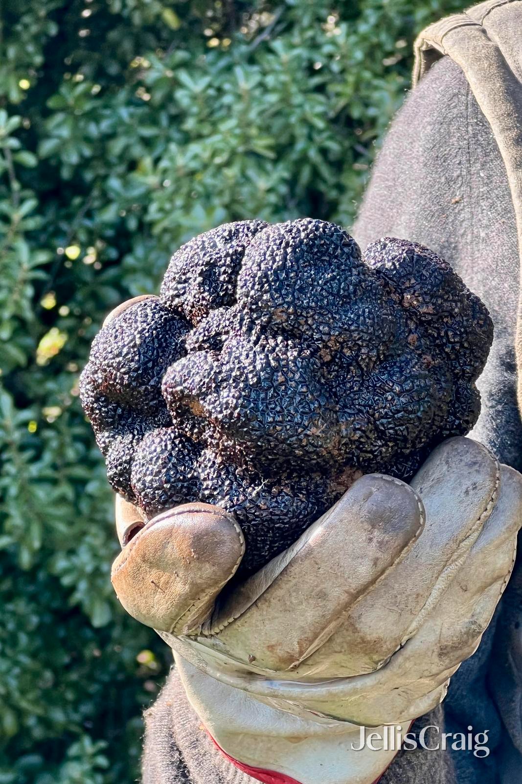 Black Cat Truffles Howards Road, Wattle&nbsp;Flat image 17