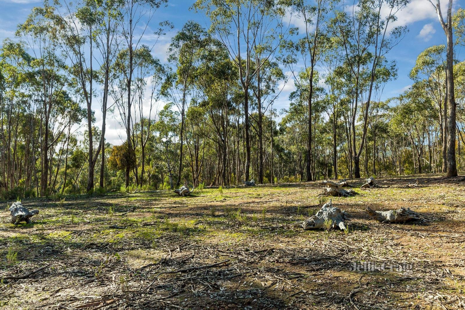 CA 31, 34a Carol Street, Castlemaine image 5