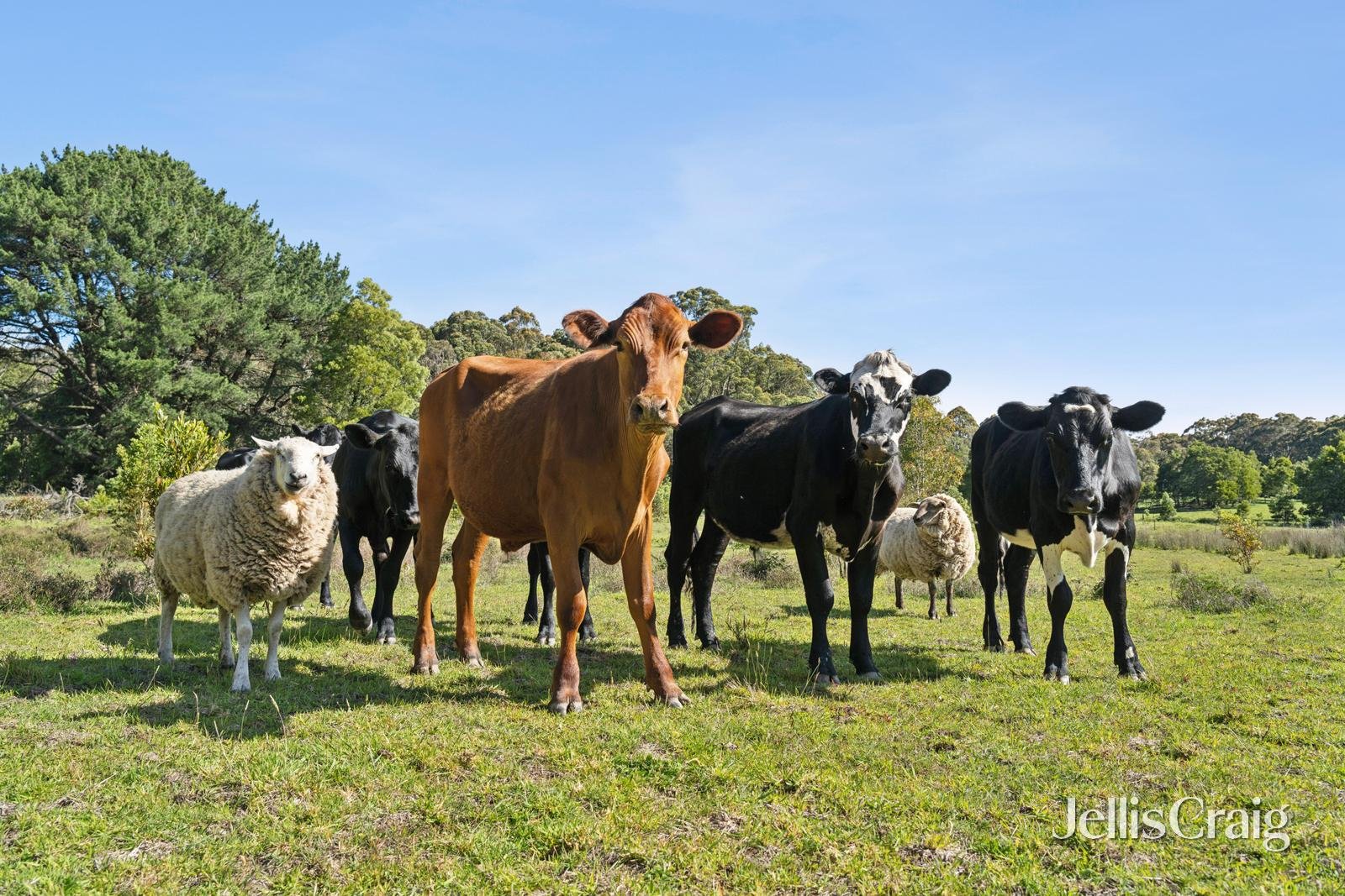 CA8 & CA9 Costello Track, Bolwarrah image 8