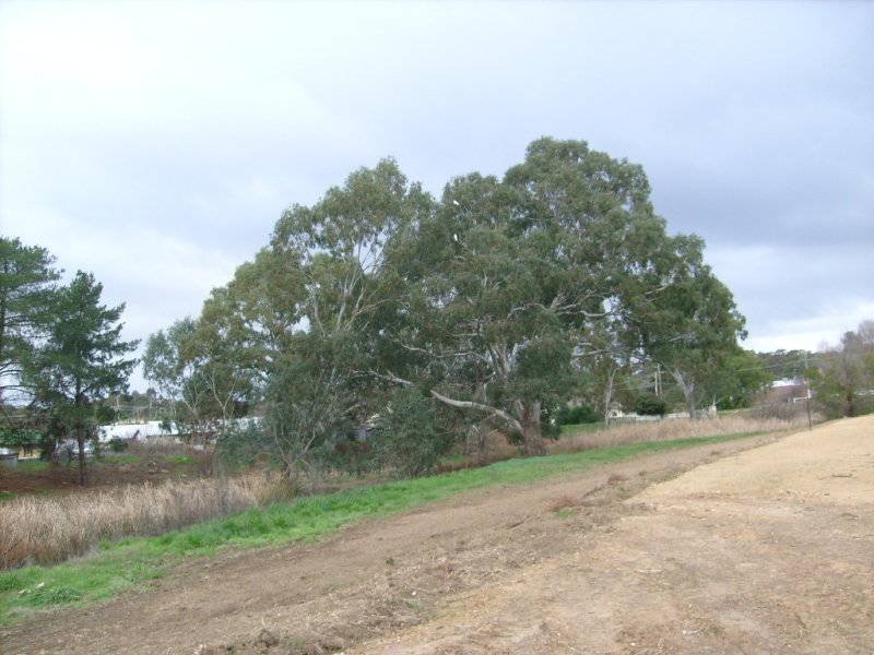 Elizabeth Street, Campbells Creek image 4