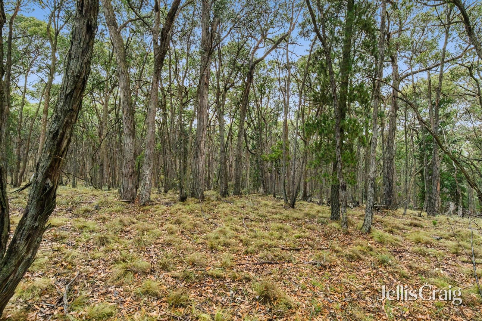 Lot 1 Skirkas Road, Buninyong image 4