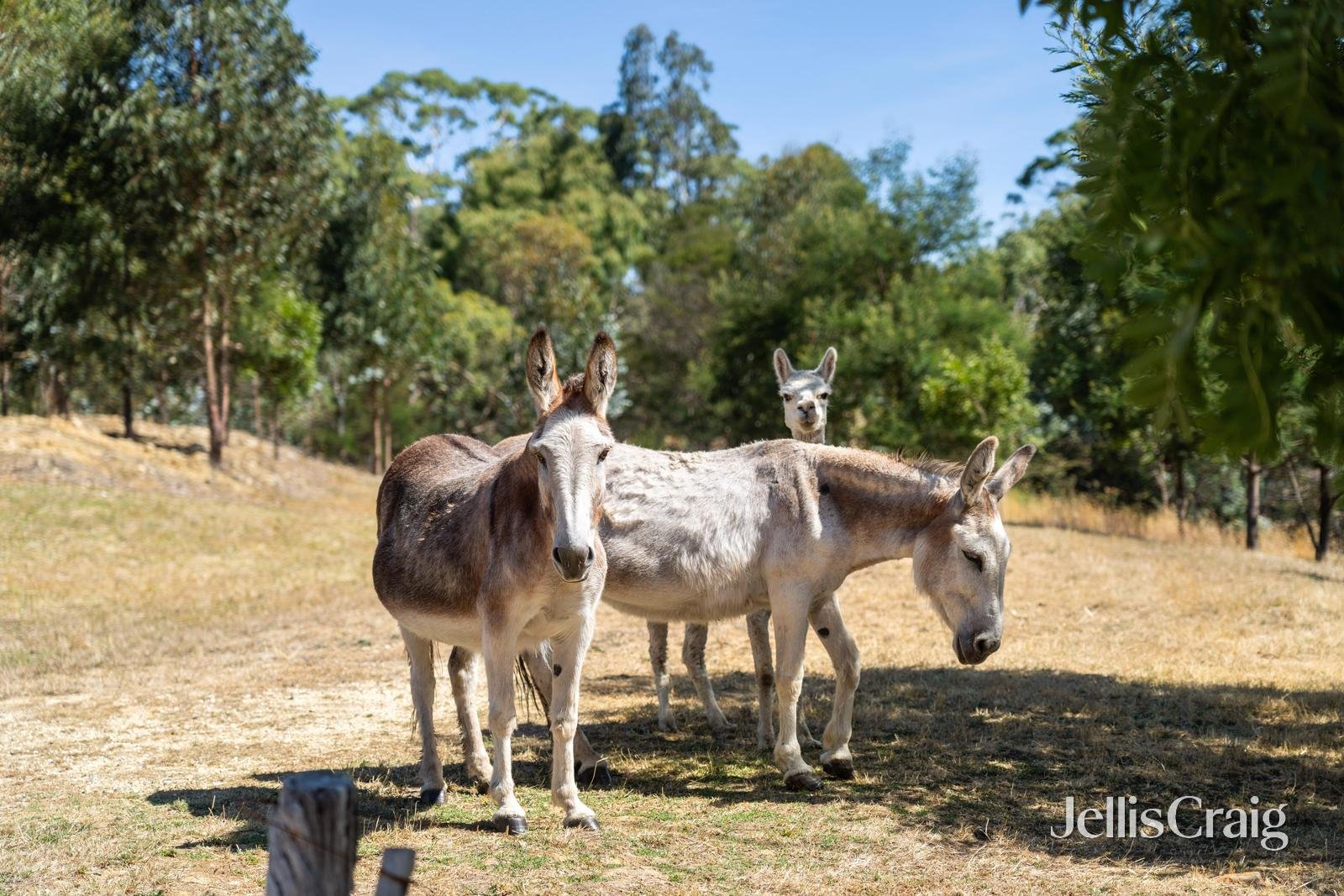 Lot 1/4 Blackberry Lane West, Buninyong image 4