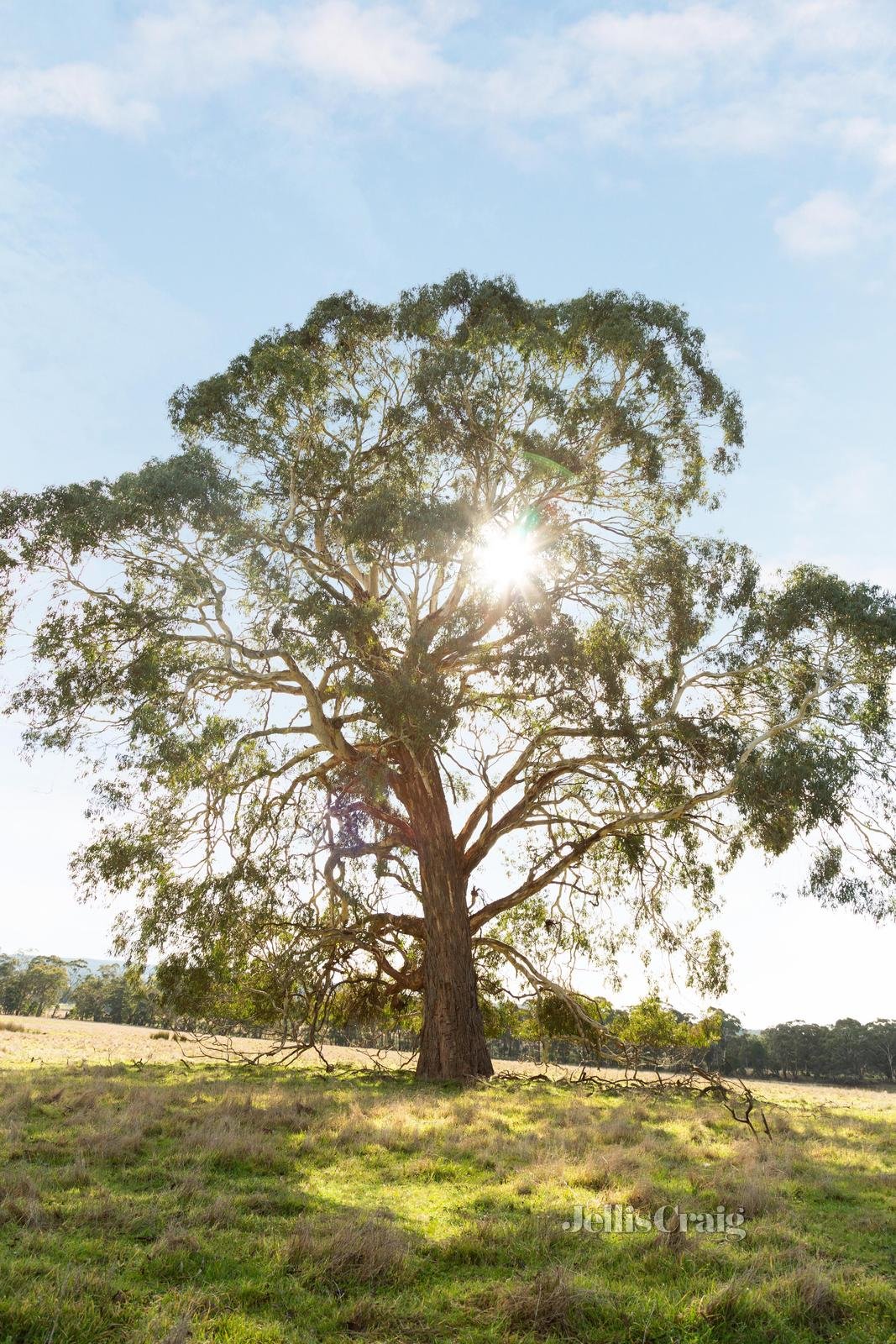 Lot 86 Surface Hill Lane, Raglan image 11