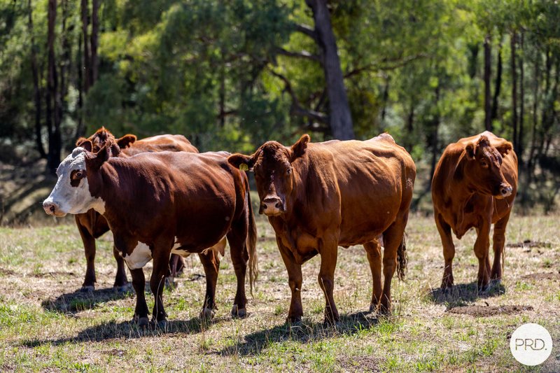 TUMBARUMBA property image