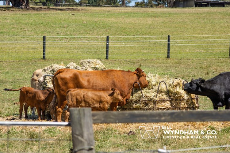 10 Hazeldene Crescent, Nicholson