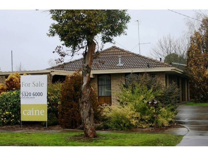 1 1157 Grevillea  Wendouree 3355
