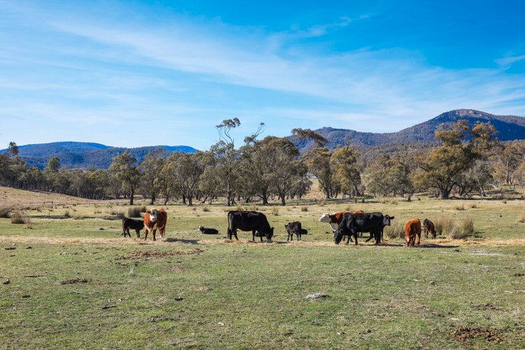 1917 Limestone Road, Benambra