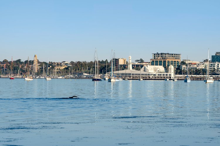 2/18 Cavendish Street, Geelong