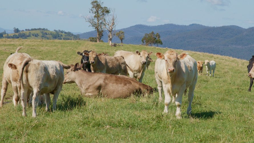 2831 Gelantipy Road, W&nbsp;Tree