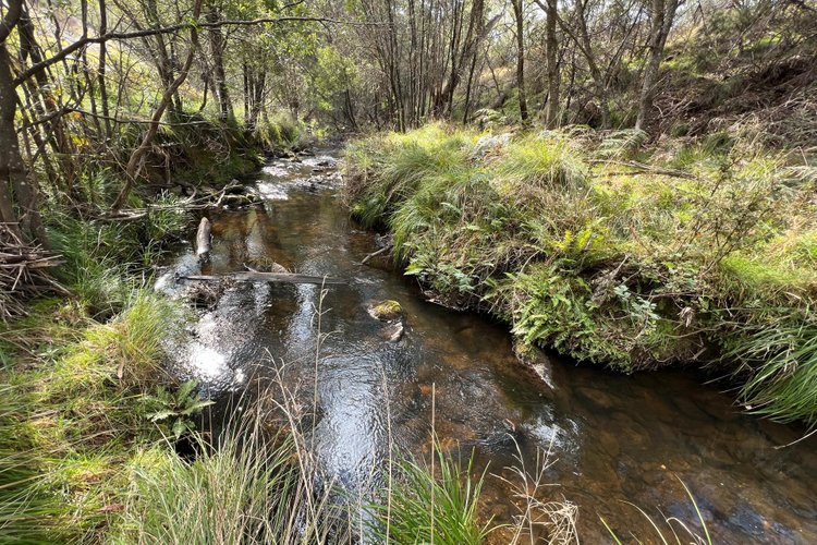 3306 Benambra-Corryong Road, Benambra