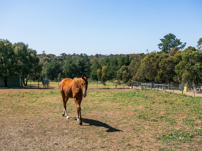 725 Great Ocean Road, Bellbrae