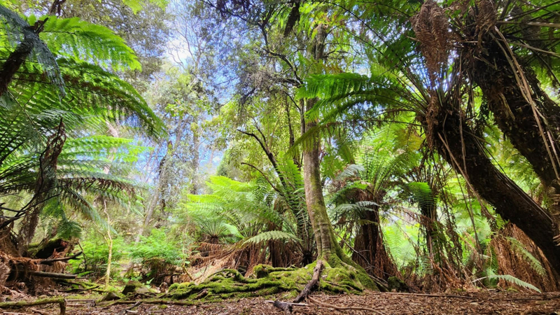 107 Wielangta Road, Kellevie, TAS, 7176