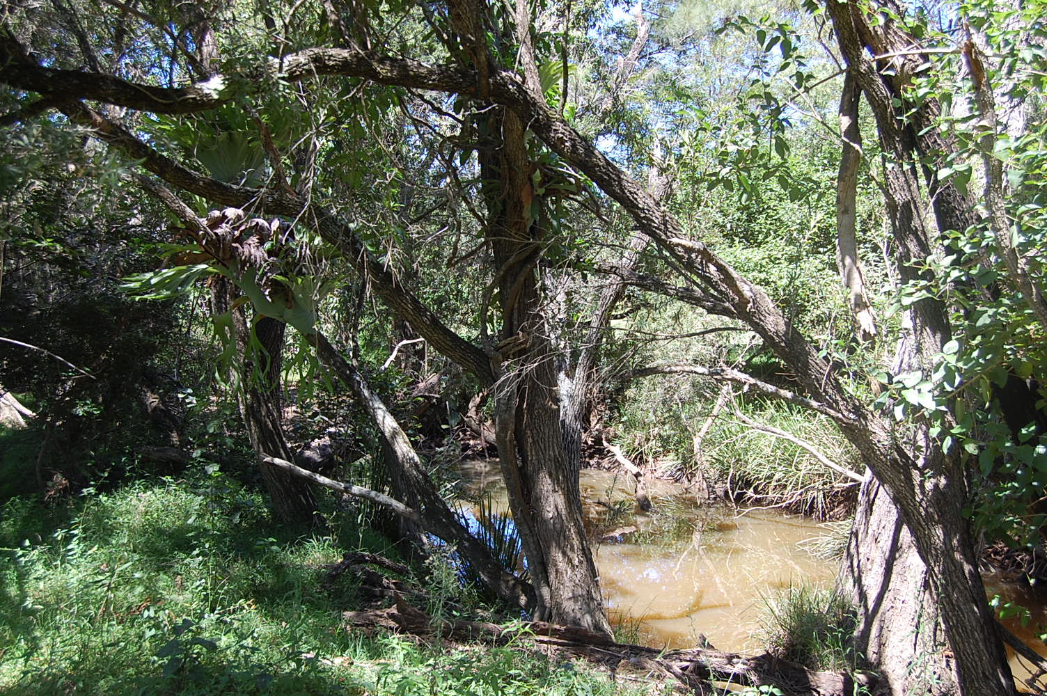 1183 Paddy's Flat Road TABULAM 21