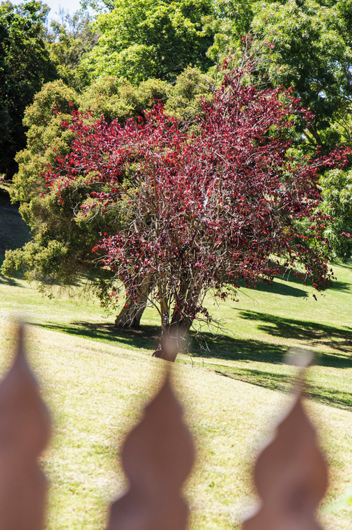 167 Mont Albert Road Canterbury - Photo 2 167 Mont Albert Road Canterbury - Photo 2