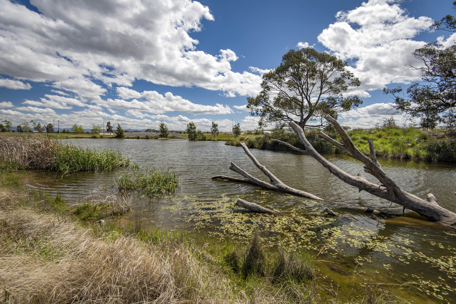 7 Laird Crescent, Forde ACT 2914