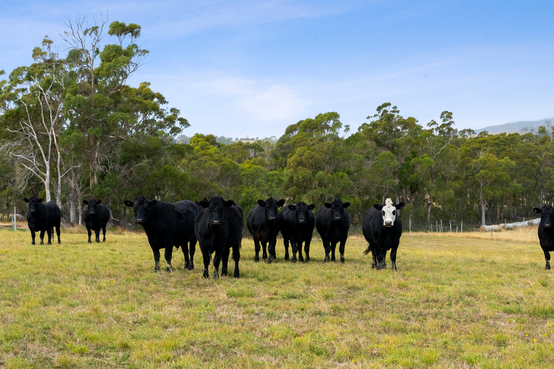 90 Dam Road, Saltwater River, TAS, 7186