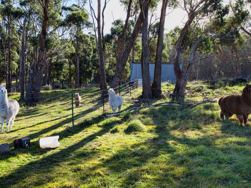 Lot 1 Prebbles Road, COPPING, TAS, 7174
